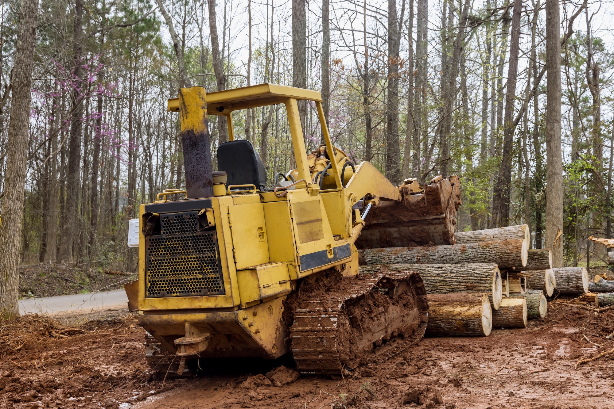 Freshly cut trees for residential construction in backhoe clearing forest on land clearing
